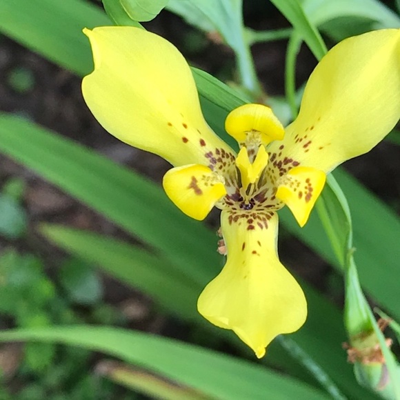 Tracee - Picture 7 of 12